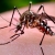 Registran unos 12 mil casos de chikungunya en Ecuador 