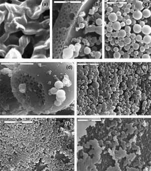 Desarrollan unas micro cápsulas que hacen llegar medicamentos vía oral específicamente al colon Consiguen que el medicamento se libere en el colon, y no en el estomago 