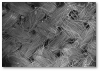 Tela de carbón activo sobre la que se han cultivado las células madre de cordón umbilical. 